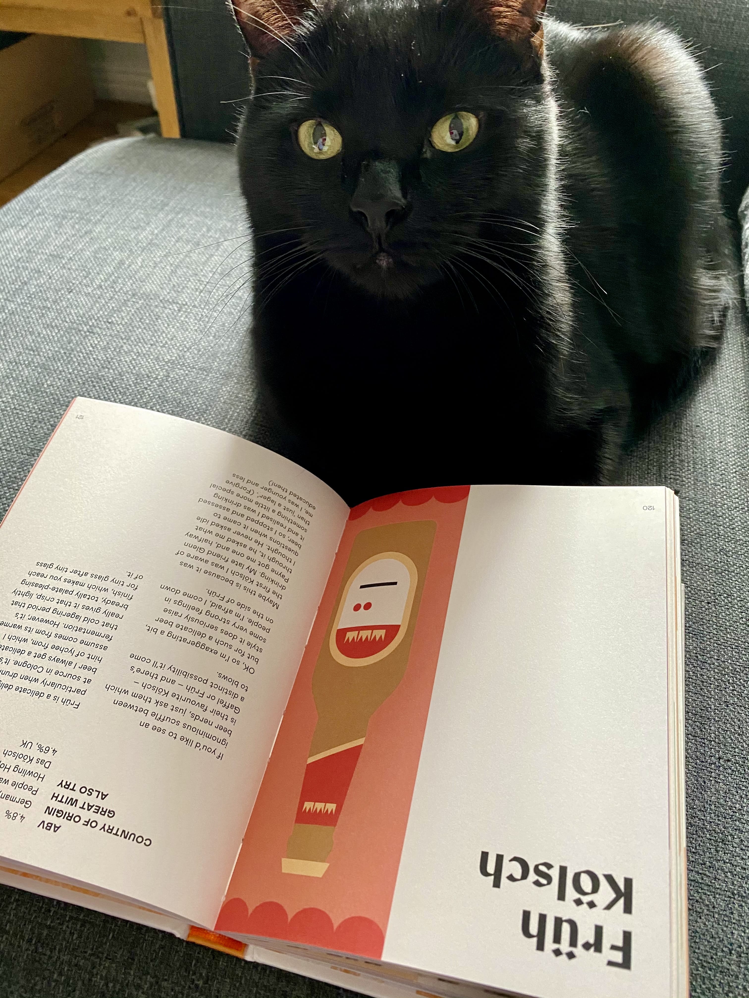 Miro the black cat reading a beer book