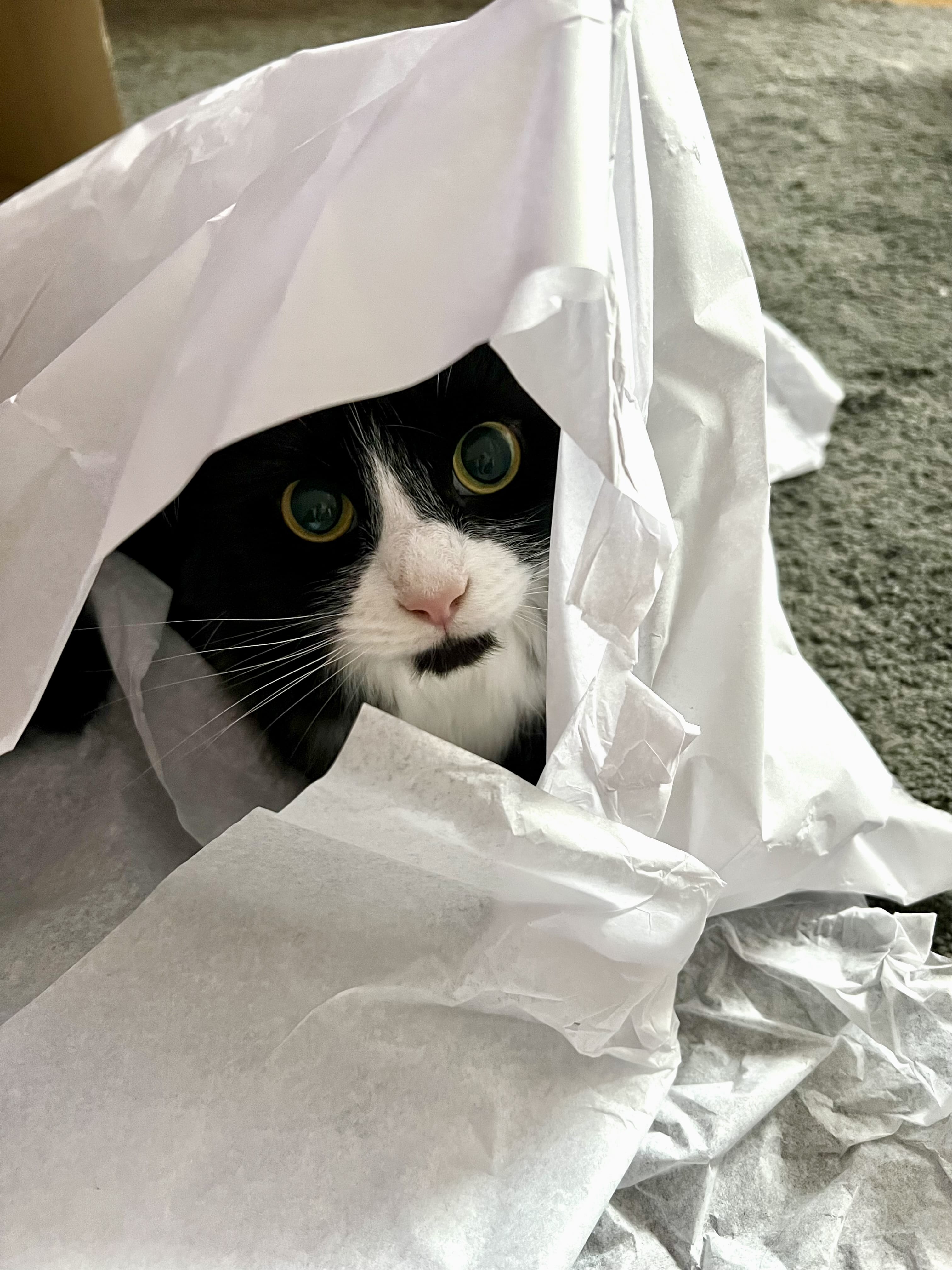 Rothko the tuxedo cat sitting in a load of white tissue paper